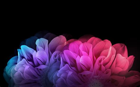 Dark HD Flowers Wallpapers - Top Free Dark HD Flowers Backgrounds ...