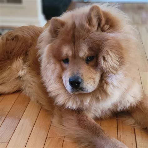 Chow Chow Size