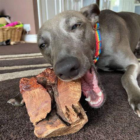 Are Root Chews Safe For Dogs