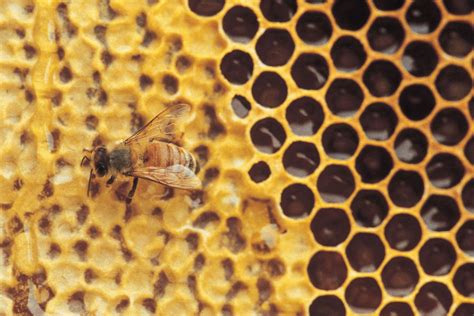 Honeycomb | biology | Britannica