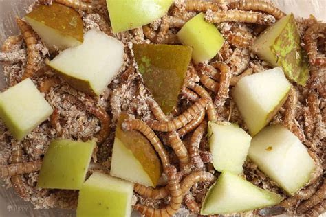 18 Things You Can Feed Your Mealworms