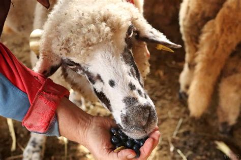 Why Do Goats Faint? What’s Happening?