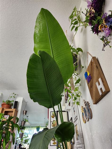 My wife is a plant ninja! Everytime I turn around there is a new plant somewhere in here. : r ...