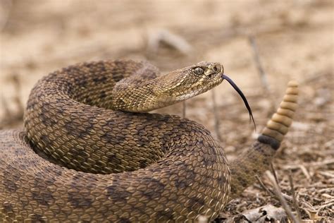 How Do You Tell The Age Of A Rattlesnake