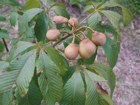 Red buckeye | Identify that Plant