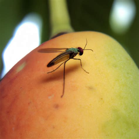 Mango Fruit Fly Trap