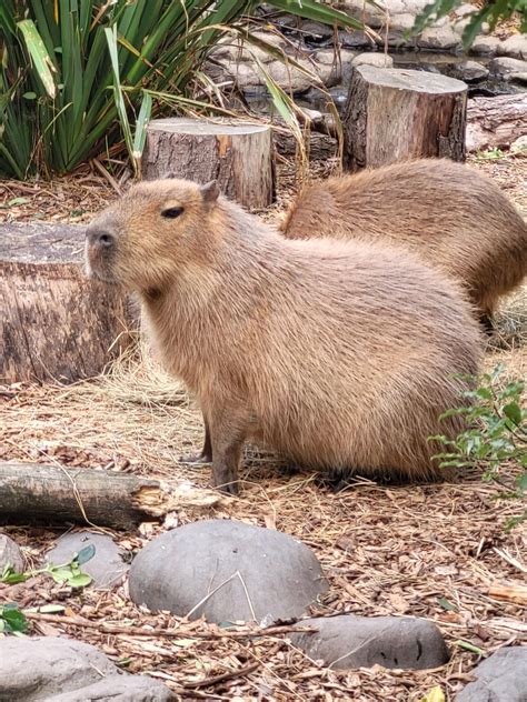 No thought, head empty : r/capybara