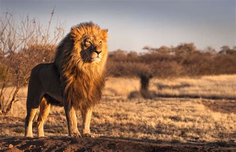 Discover The Lifespan Of Lion In Your Tanzania Safari Tours – Wapo ...