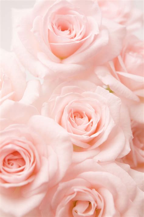Cosa significano i colori delle rose? | Pink roses background, Light ...