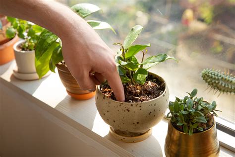 Beyond The Basics: What Plants Need Water To Grow Successfully