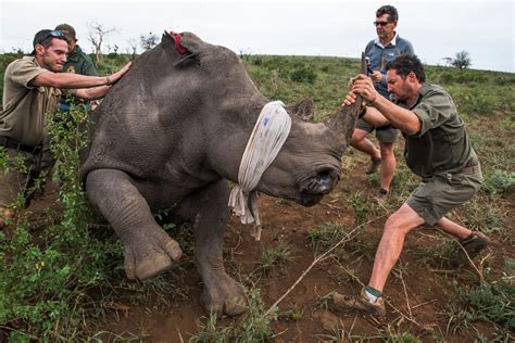 Safer Anti-Poaching Efforts Thanks to Research on Injury Prevention for ...