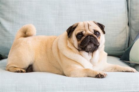 Best toy dog breeds online