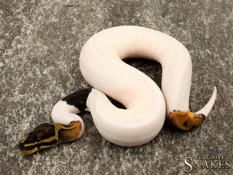 Piebald | BALL PYTHONS | Ball Python breeder XCLUSIVE-SNAKES