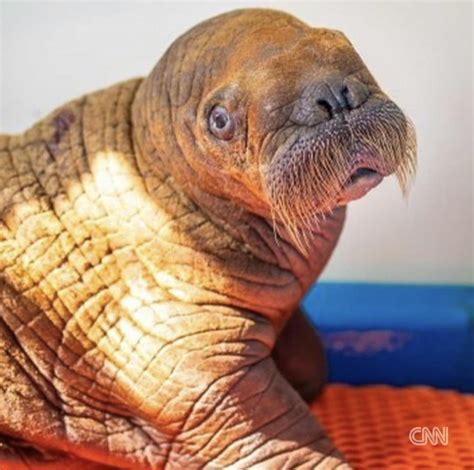 A 140 pound, 1 month old walrus calf rescued from the North Slope of ...