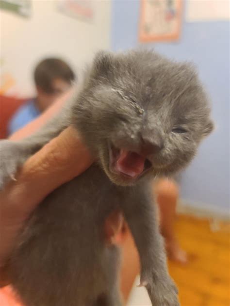 These little loves will need in 10-12 weeks. They were found in a box ...