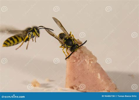 Meat Eating Bees at Eugene Mash blog