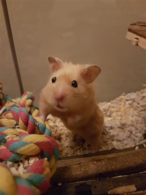 This is my second hammy his name is Gilbert Alexander Goldenfur, first ...