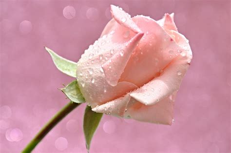 Roses, Pink color, Drops, HD Wallpaper | Rare Gallery