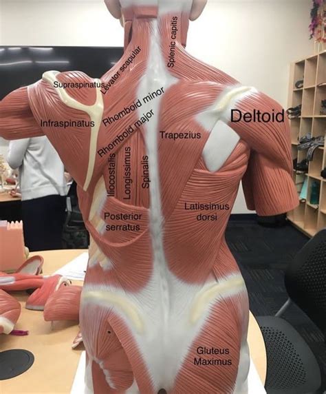Muscles Of Back Anatomy