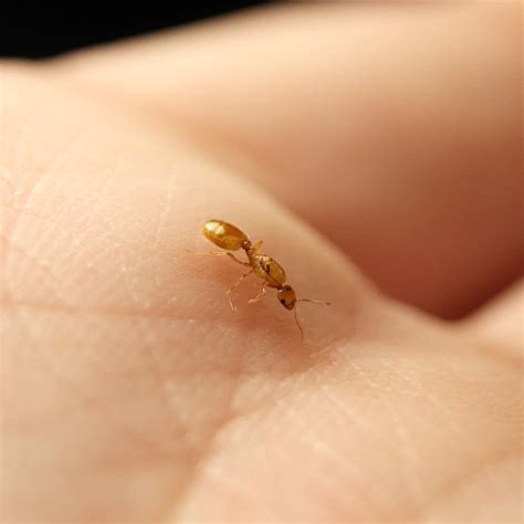 What Are The Smallest Ants Called - Design Talk