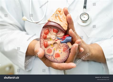 Riñones En Cuerpo Humano Royalty-Free Images, Stock Photos & Pictures ...