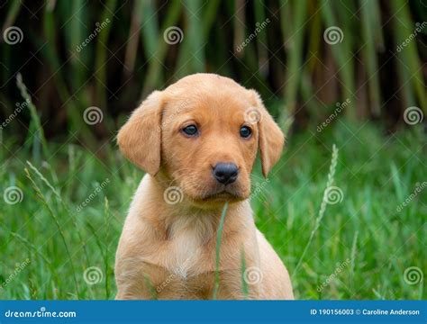 Fox Red Labrador Puppy, Looking at the Camera Stock Image - Image of ...