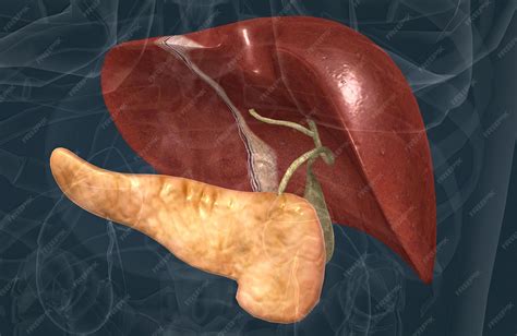 Premium Photo | The digestive role of the liver is to produce bile and export it to the duodenum