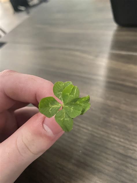 I found a six-leaf clover this morning : r/mildlyinteresting