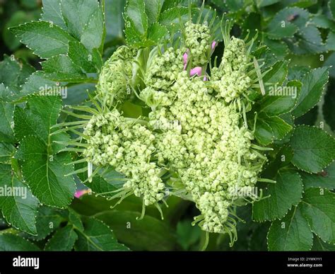 Watch Angelica Sin Exclusive Porn Videos