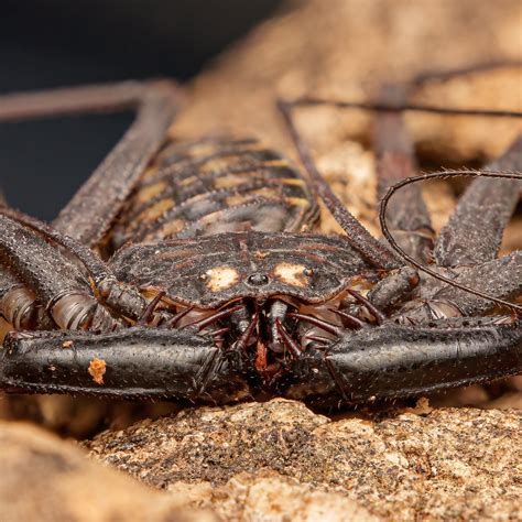 Tailless Whip Scorpion : r/natureismetal