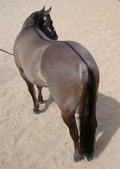 Grulla Horse Color