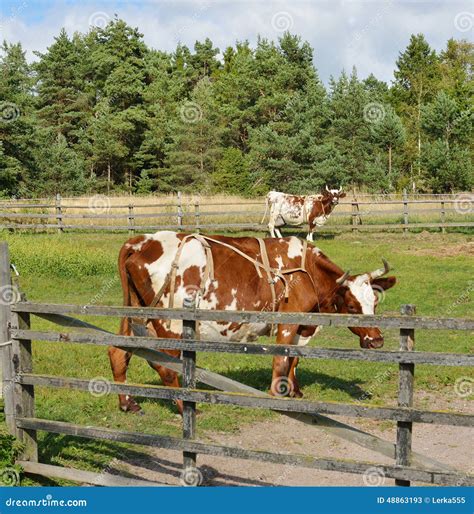 Ayrshire cattle stock image. Image of buildings, calf - 48863193