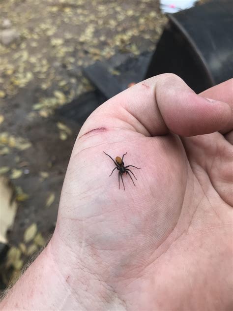 Orange And Black Spider