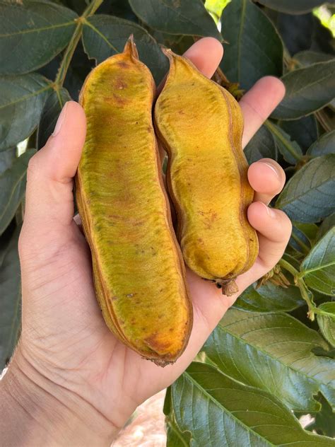 Ice Cream Bean Tree – Incredible Edible Landscapes