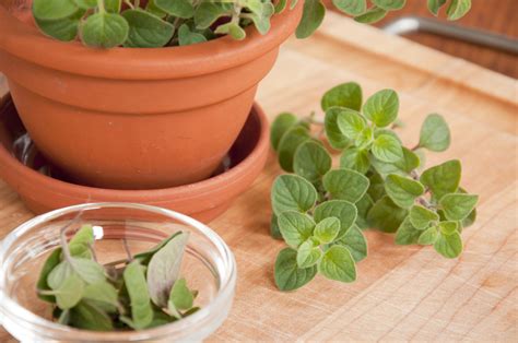 Everything you need to know about Greek oregano | HappySprout