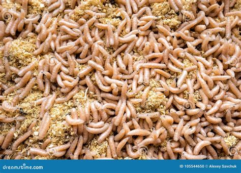 White Maggots In A Plastic Box. Common House Fly Musca Domestica Worms ...