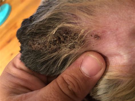 Dog has ear scabs after grooming. Is it clipper burn or infection? | Petco