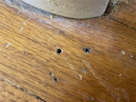 Nail Holes In Wood Floor at Alyssa Camm blog