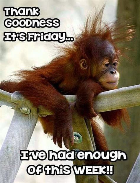 80 Funny Friday Memes | TGIF Friday Quotes With Pictures - tiny Positive