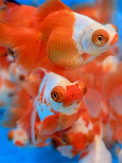 Fuzhou, Thousand-Year-Old City Where Mountains Meet the Sea 2026