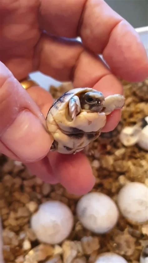 Important causes of turtles extinction – Artofit