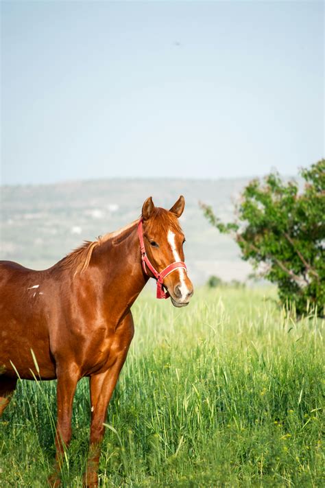 Beautiful+Big+Breasted+Latinas Photos, Download The BEST Free Beautiful ...