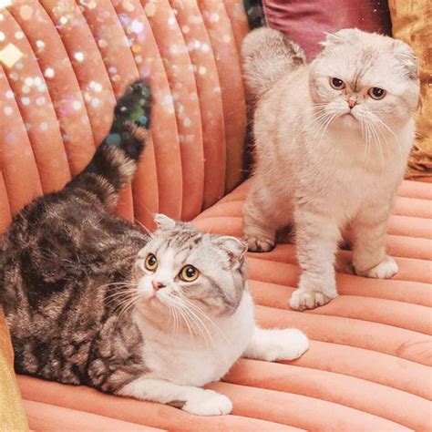 All About Taylor Swift's Cats, Meredith, Olivia and Benjamin