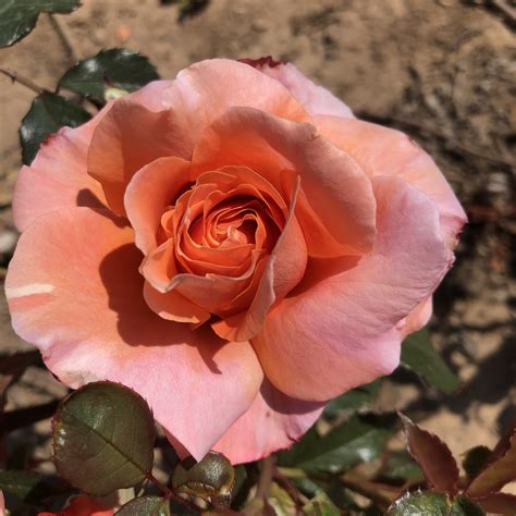 Audrey's Rose | Peach Floribunda | Style Roses