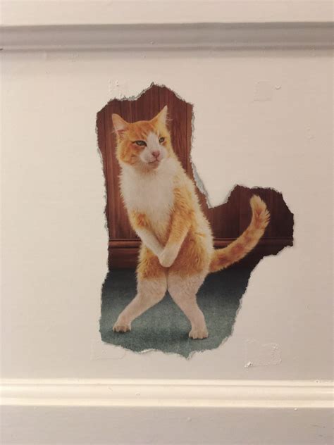 Caturday felid trifecta: Cat-friendly hotels; cat tour guides; cats ...