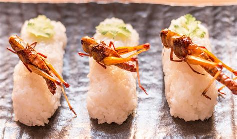 They Feed On Insects