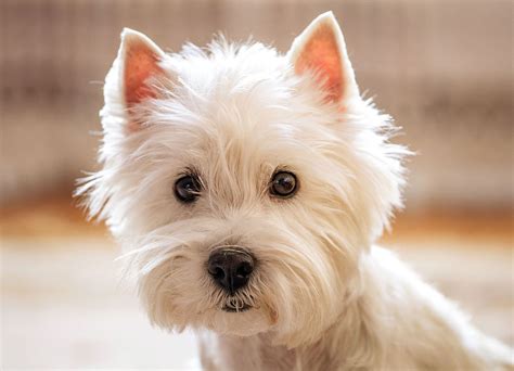 Western Terrier Dogs