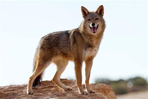 10 Ways To Handle A Coyote In Your North Carolina Yard (And 4 Things ...