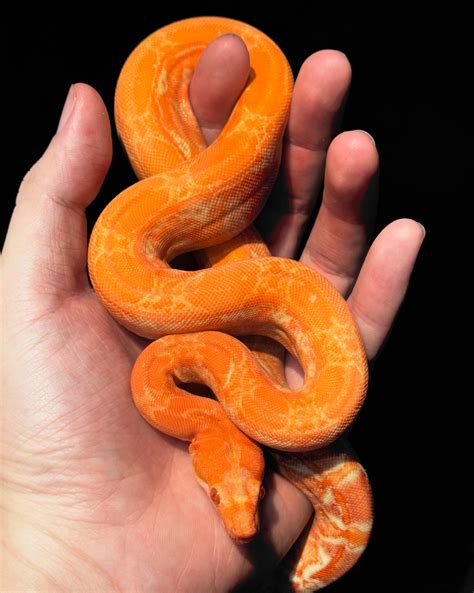 北蚺 Northern Boas | 🩸🐉 紅龍（血+凱爾白化） 24 1.0 Red Dragon 66% Anery （Blood ...