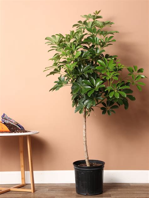 Schefflera Plant Stem